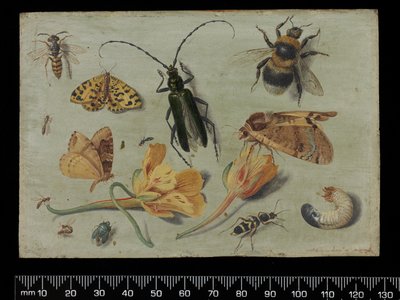 Insects by Jan van Kessel the Elder